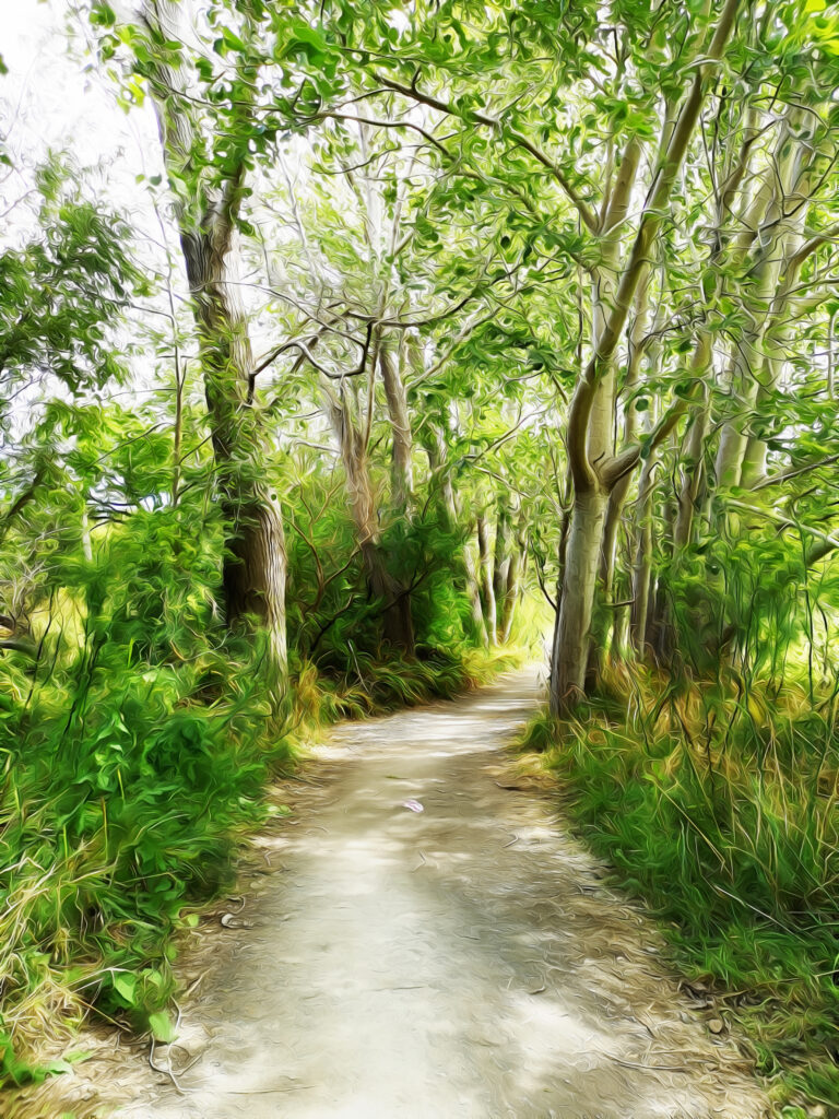 Waikanae River Walkway