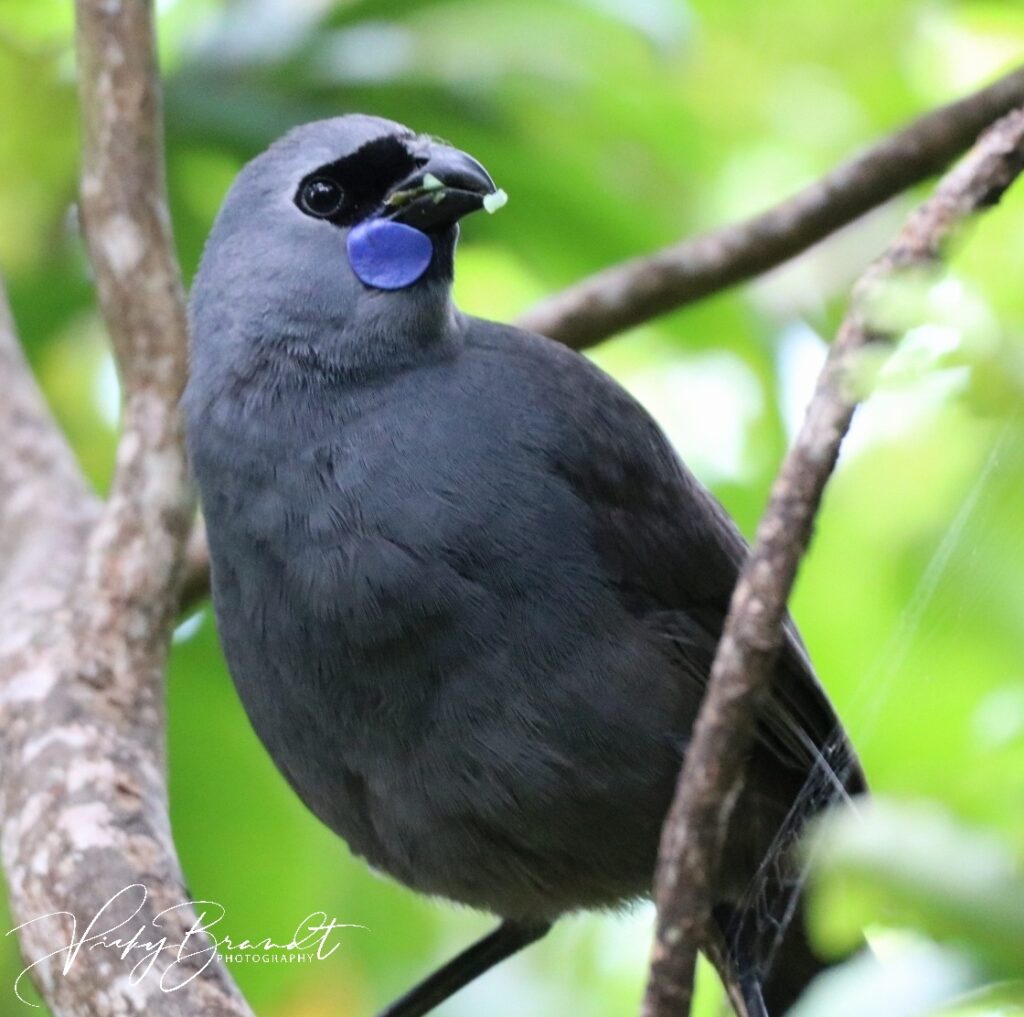 Kokako