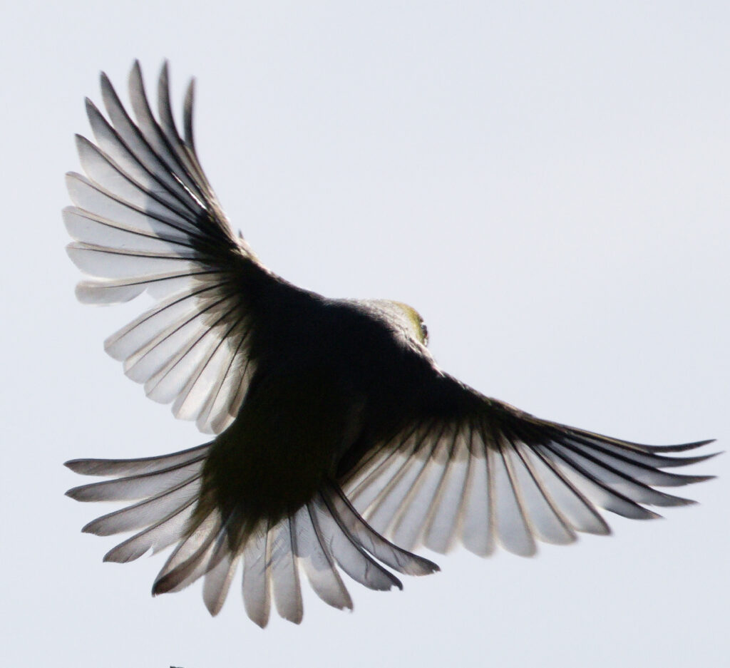 Silvereye in flight