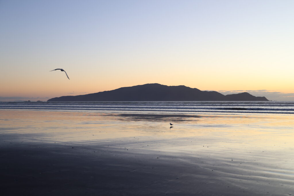 Kāpiti Island Dusky